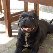 Staffordshire bull terrier Sif