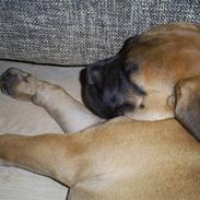 Bullmastiff Carlo