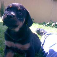 Rottweiler Tavo