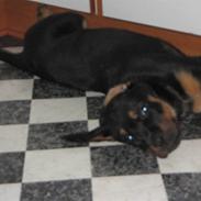Rottweiler Tavo