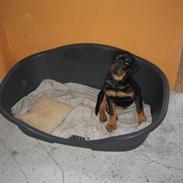 Rottweiler Tavo