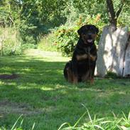 Rottweiler Tavo