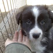 Border collie Himmelhunden Blue Border Gino