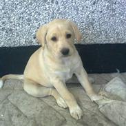 Blanding af racer Luna