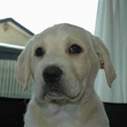 Blanding af racer Luna