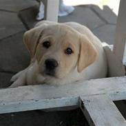 Blanding af racer Luna