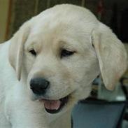 Blanding af racer Luna