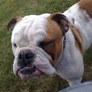 Engelsk bulldog Henning