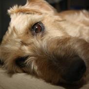 Blanding af racer Sille