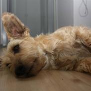 Blanding af racer Sille