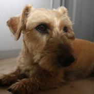 Blanding af racer Sille