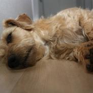 Blanding af racer Sille