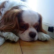 Cavalier king charles spaniel Baloo - RIP :'(