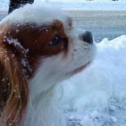 Cavalier king charles spaniel Baloo - RIP :'(