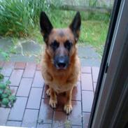 Schæferhund Fie