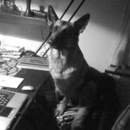 Schæferhund Fie