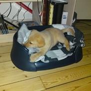 Golden retriever Buster