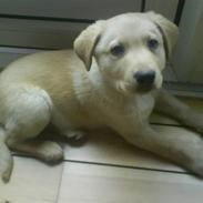 Golden retriever Buster