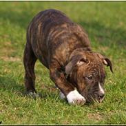 Amerikansk staffordshire terrier Babe den kække hund