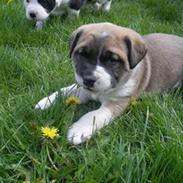 Blanding af racer Oskar