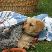 Golden retriever chilli