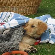 Golden retriever chilli