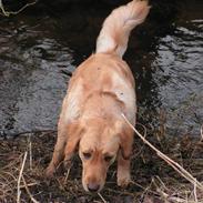 Golden retriever chilli