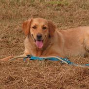 Golden retriever chilli