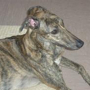 Greyhound Jaxx Nala