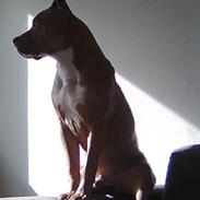 Blanding af racer chico