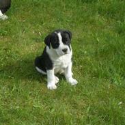 Blanding af racer Troja