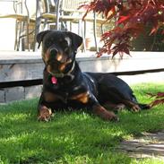 Rottweiler Dawina