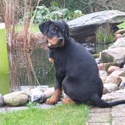 Rottweiler Dawina