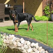 Rottweiler Dawina