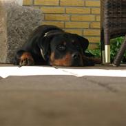 Rottweiler Dawina
