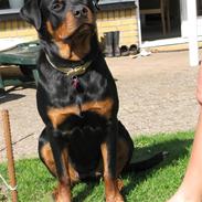 Rottweiler Dawina
