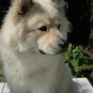 Eurasier Asklunds Charming Cliff