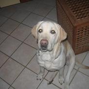 Labrador retriever Kiwi