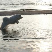 Samojedhund Basse