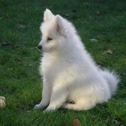 Samojedhund Basse