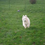 Samojedhund Basse