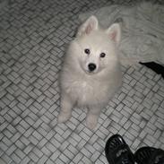 Samojedhund Basse