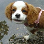 Cavalier king charles spaniel Smilla