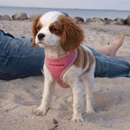 Cavalier king charles spaniel Smilla