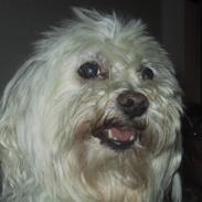 Malteser Buffi