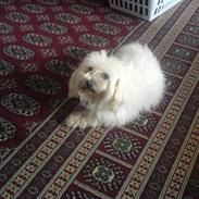Malteser Buffi