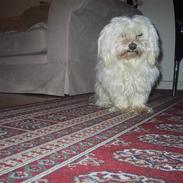 Malteser Buffi