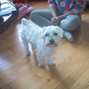 Malteser Buffi