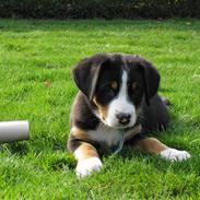 Grosser schweizer sennenhund Grosser Stars Amanda