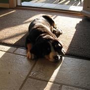 Grosser schweizer sennenhund Grosser Stars Amanda